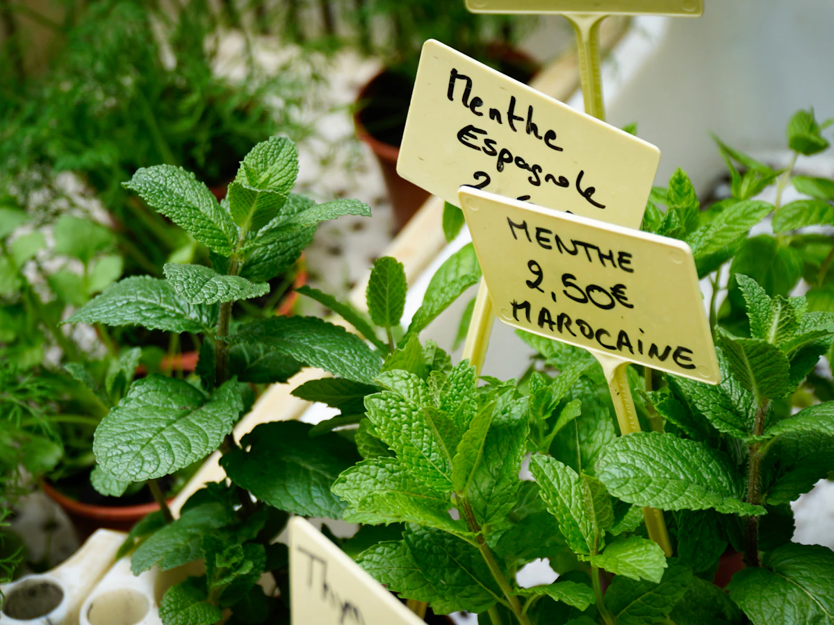 Hierbas frescas aromáticas exhibidas en un mercado